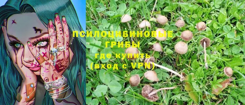 Галлюциногенные грибы Psilocybe  Гурьевск 